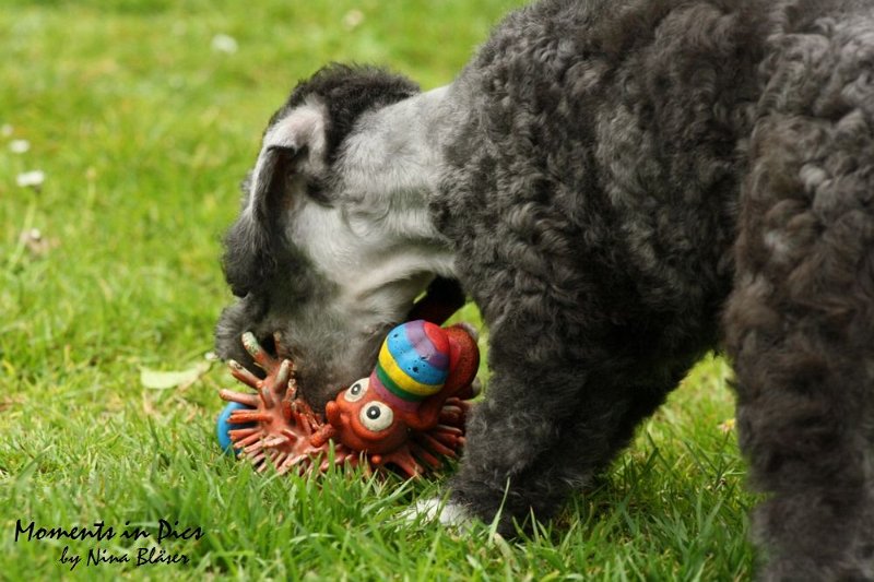 Antares 2009-07-12 (17).JPG